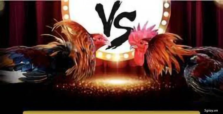 Trải Nghiệm Đá Gà 188Bet: Sân Chơi Cá Cược Đỉnh Cao Cho Người Đam Mê