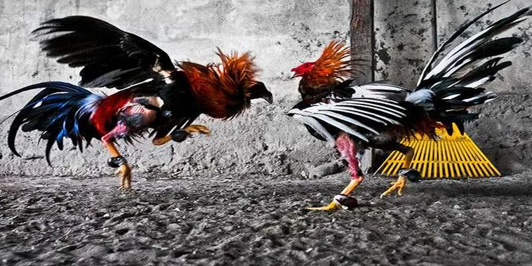 Cách Chơi Đá Gà GA28 Tại 188Bet Chi Tiết Và Hiệu Quả Cho Người Mới