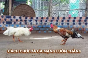 Cách Chơi Đá Gà Sabong Tại 188Bet An Toàn Hiệu Quả Cho Người Mới Bắt Đầu