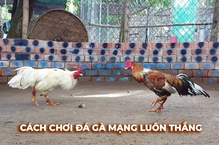 Cách Chơi Đá Gà Sabong Tại 188Bet An Toàn Hiệu Quả Cho Người Mới Bắt Đầu
